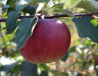 При закладанні яблуневого саду доцільно використовувати кілька видів підщеп